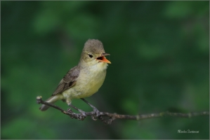 <p>SEDMIHLÁSEK HAJNÍ (Hippolais icterina) - jižní Morava ---- /Icterine warbler - Gelbspötter/</p>